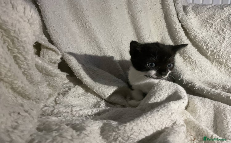 Mixed Breed cats - Advert 2