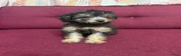 Chipoo dogs for sale: Last female silver phantom Toy Poodle Puppy - Advert 3