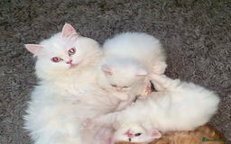 Persian cats for sale: Rare red shaded golden kit - Advert 4