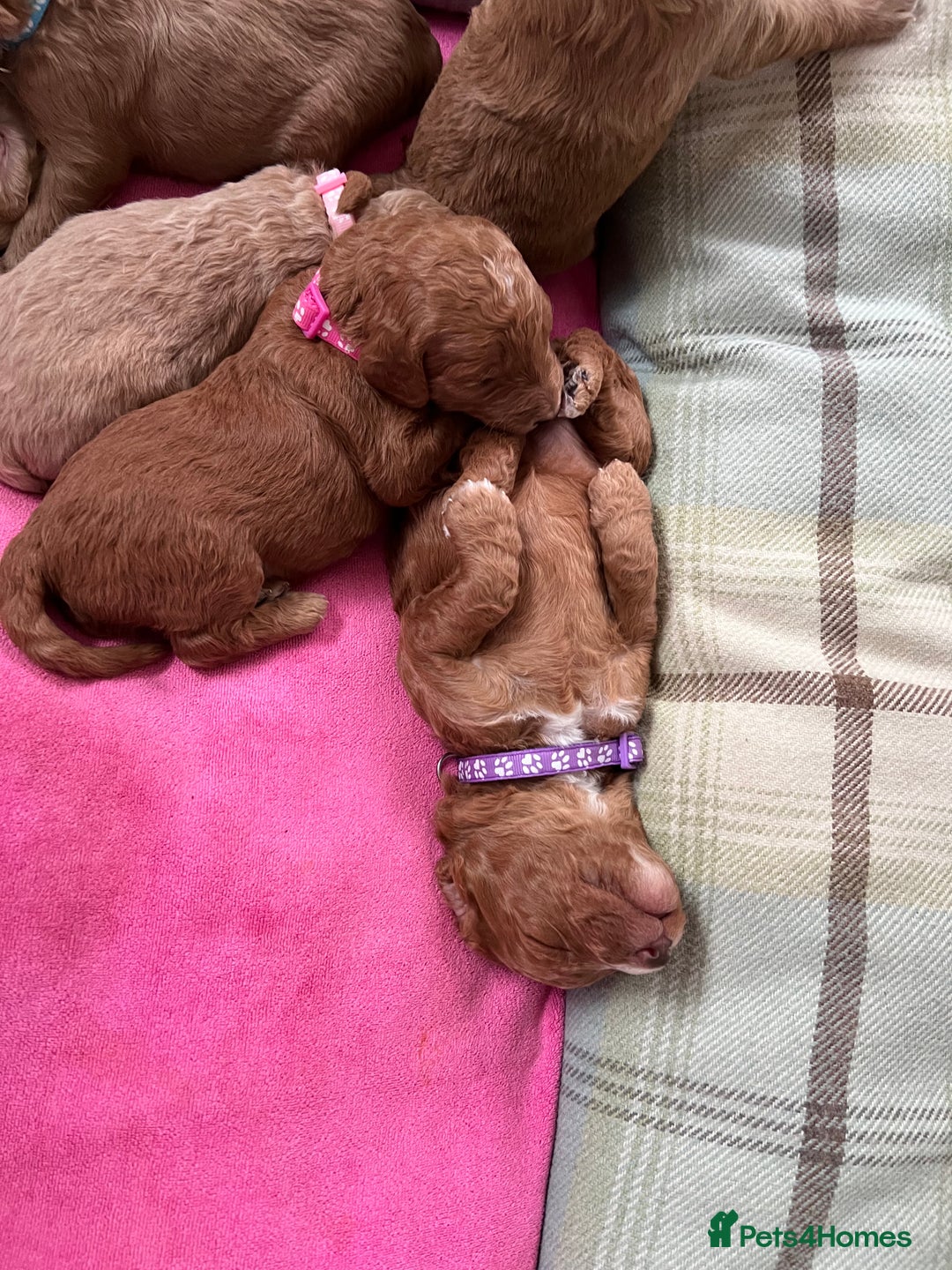Cockapoo dogs for sale: Apricot F1B Cockapoo puppies - Advert 7