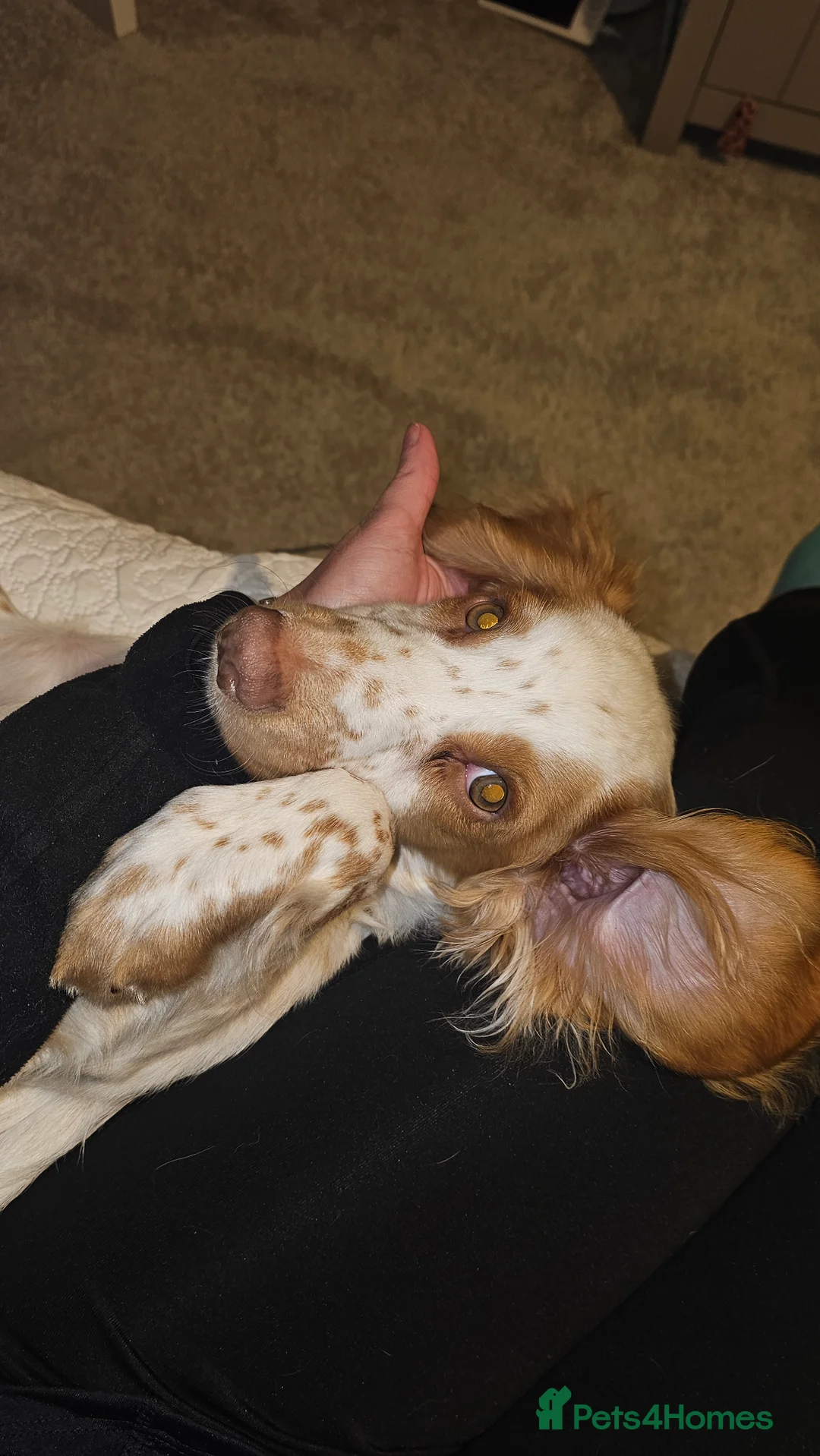 Cocker Spaniel dogs for sale: 2 cockerspaniels for rehoming together - Advert 3