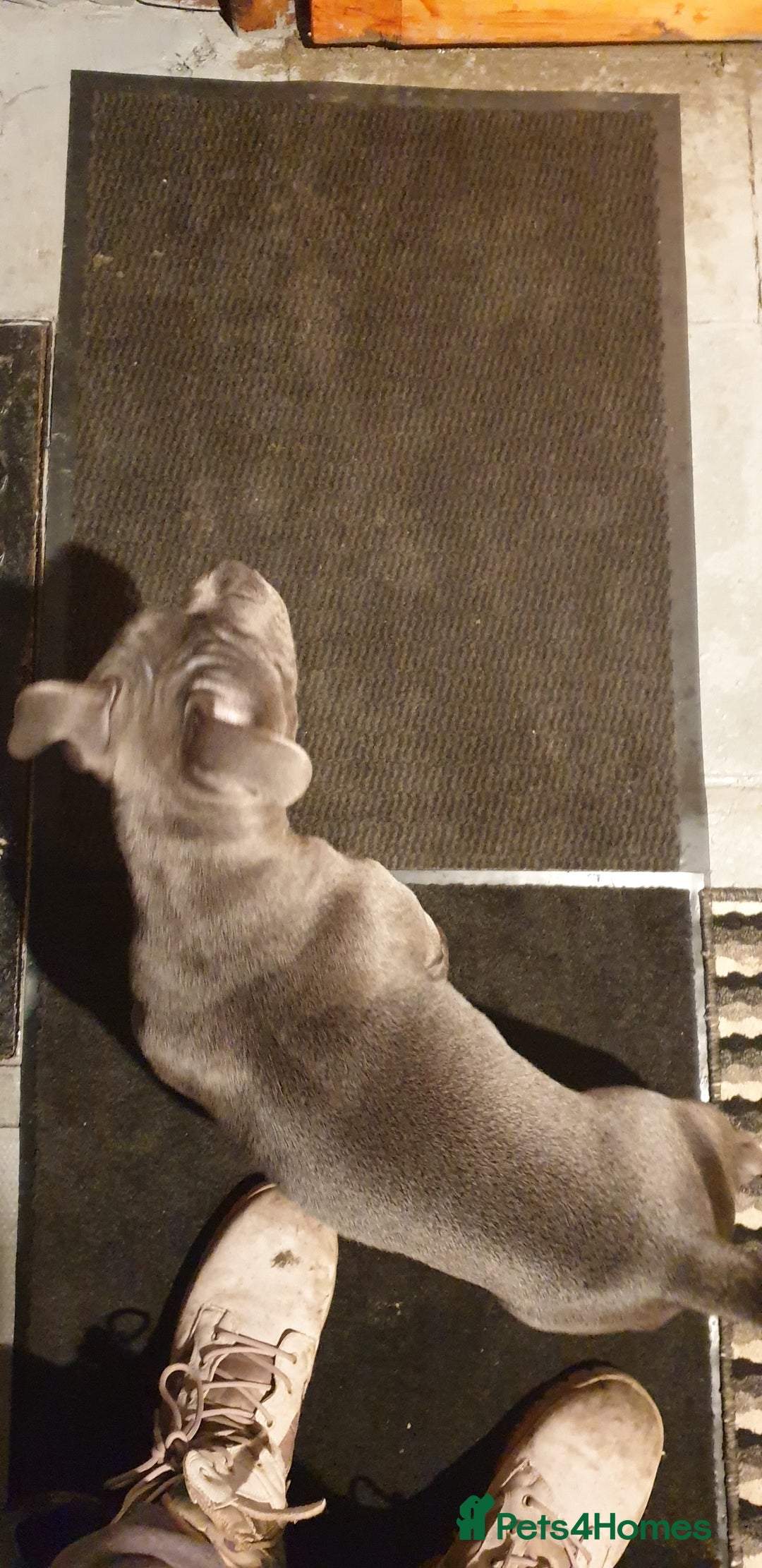 Staffordshire Bull Terrier dogs for sale: blue Staffordshire bull terrier puppy  - Advert 2