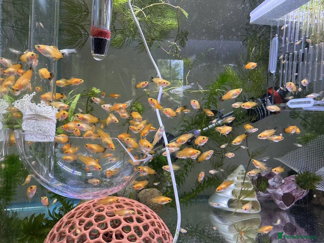 Plecos fish for sale: Beautiful small Platy, Guppy &Pleco – Hobby Tank - Advert 5