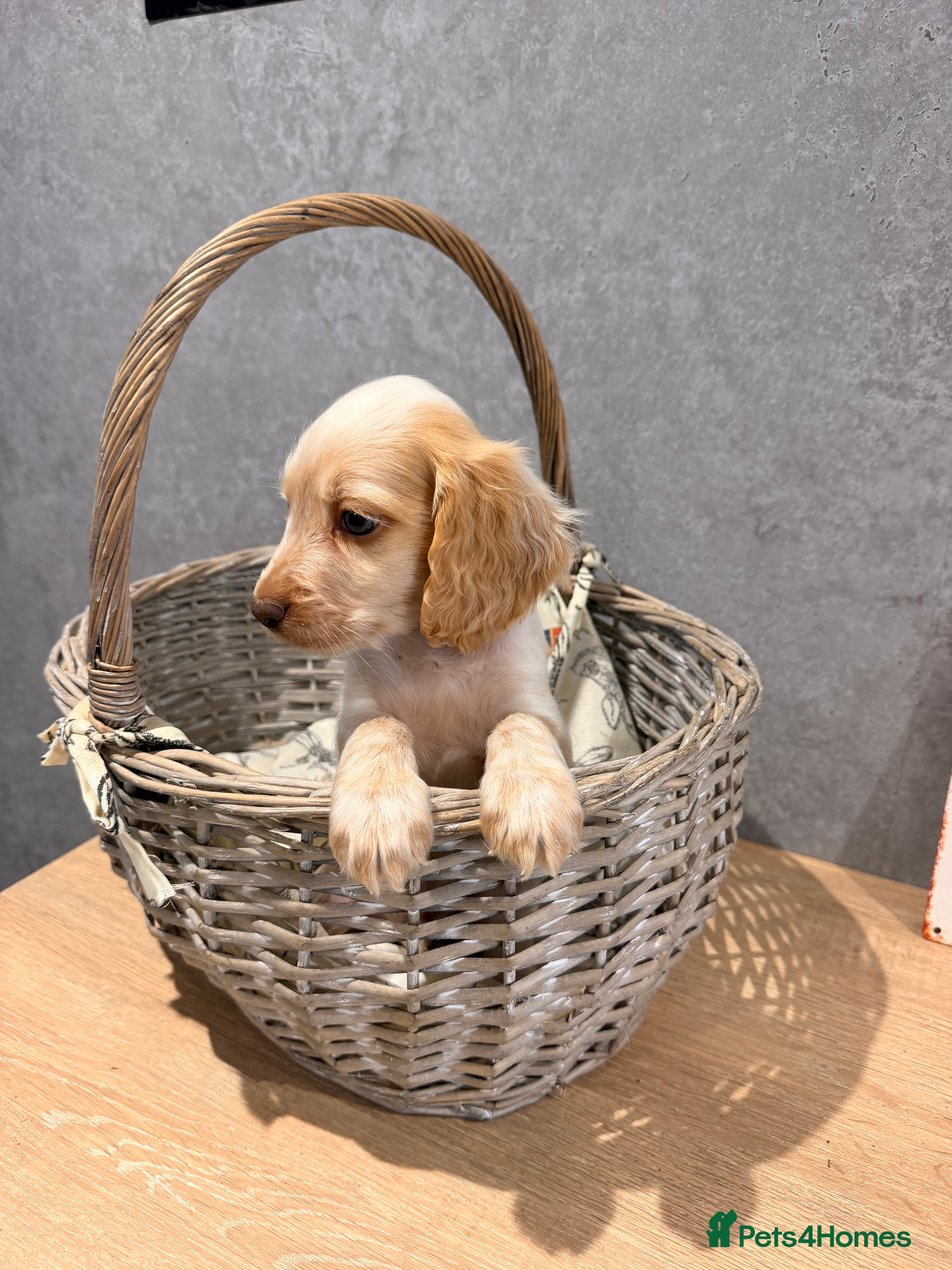 Cocker Spaniel dogs Cocker spaniels puppies  - Advert 2
