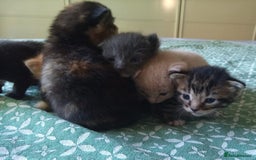 Mixed Breed cats for sale: 6 Gorgeous Kittens Looking for Forever Homes  - Image 35