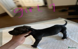 Mixed Breed dogs for sale: Cane corso x staff puppies  - Image 4