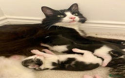 Mixed Breed cats for sale: 3 Fluffy Ragdoll X Kittens available!! - Image 13