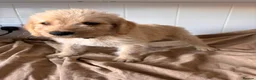 Labradoodle dogs for sale: 🐾 Beautiful Labradoodle Puppies 🐾 - Advert 12