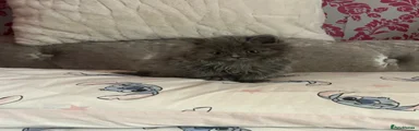 British Longhair 2