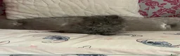 British Longhair cats for sale: Stunning blue British longhair kittens - Advert 9