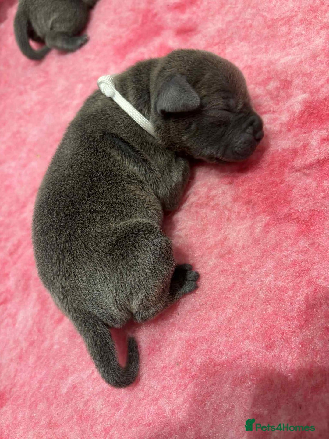 Staffordshire Bull Terrier dogs for sale: BEAUTIFUL BLUE STAFFY PUPPYS FOR SALE!!! - Image 8