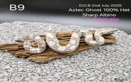 Boa Snake reptiles for sale: 2025 boa morphs - Image 5