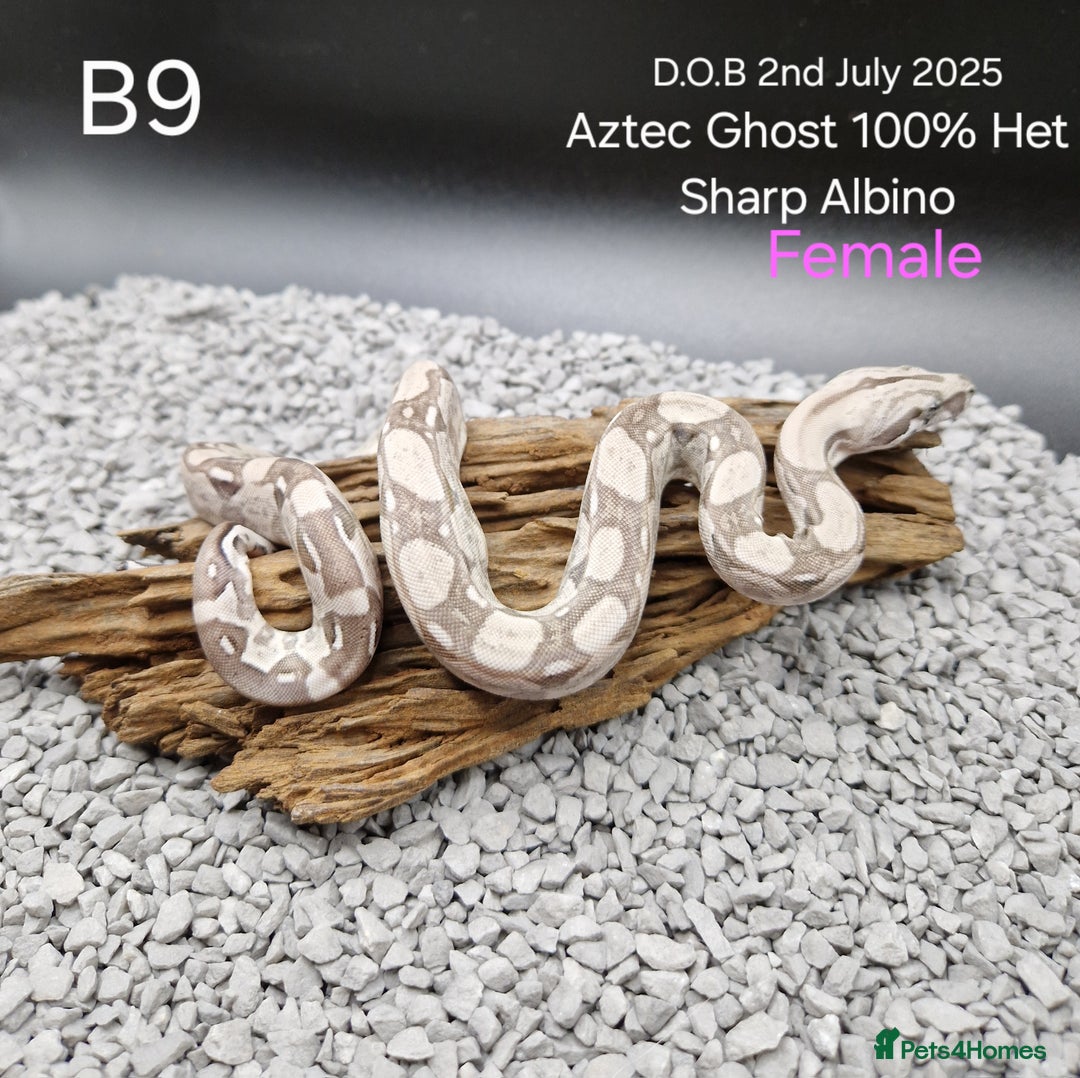 Boa Snake reptiles for sale: 2025 boa morphs - Image 5