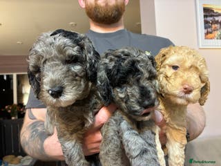Mini Goldendoodle dogs Stunning Mini Goldendoodles (3 Left) - Advert 1