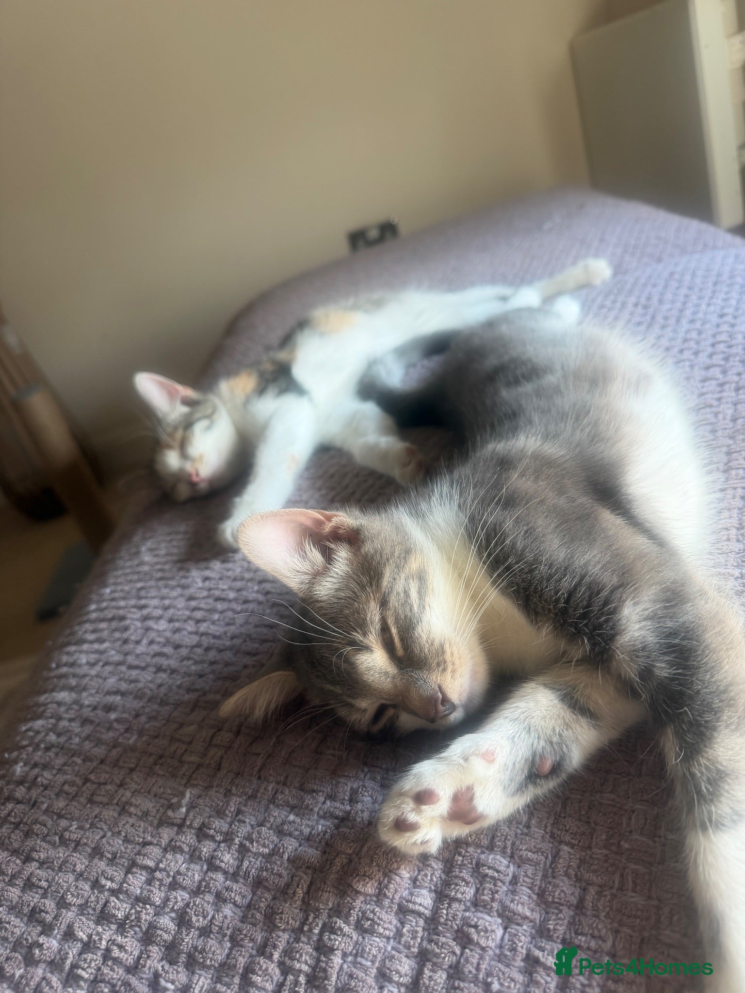 Domestic Shorthair cats Boy and girl cats 15 weeks  - Advert 7