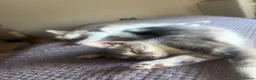Domestic Shorthair cats for sale: Boy and girl cats 15 weeks  in Coventry - Advert 1