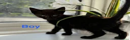 Mixed Breed cats for sale: Kittens looking for a forever family  - Advert 7
