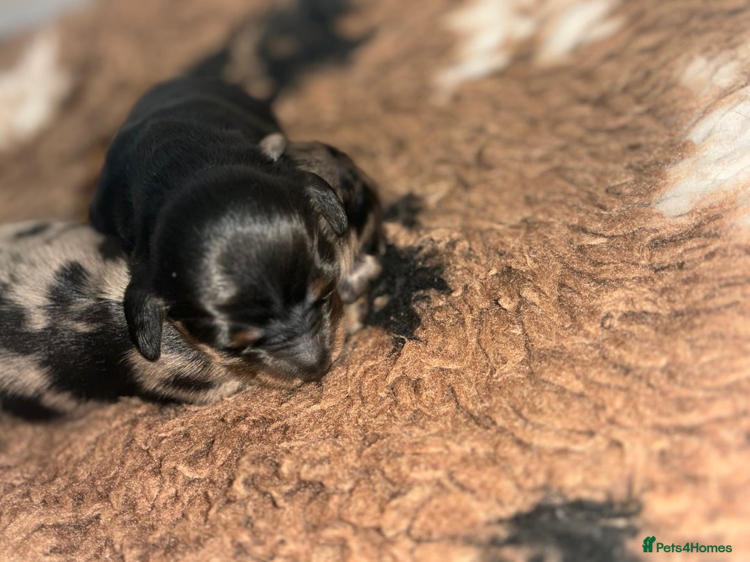 Miniature Dachshund dogs for sale: Stunning Kc Reg Long Hair Mini Dachshund puppies - Image 5