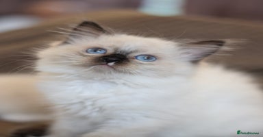Ragdoll cats - Advert 7