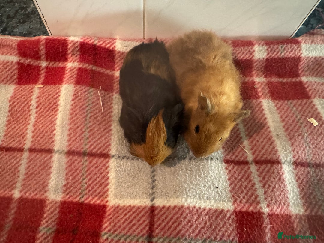 Guinea Pig rodents for sale: Beautiful baby guinea pigs  - Advert 11