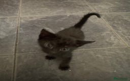 Mixed Breed cats for sale: Beautiful Kittens Ready now  - Image 11
