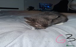 Mixed Breed cats for sale: 5x kittens looking for forever homes  - Image 12