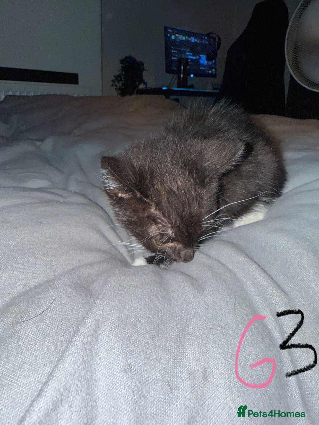 Mixed Breed cats for sale: 5x kittens looking for forever homes  - Image 12
