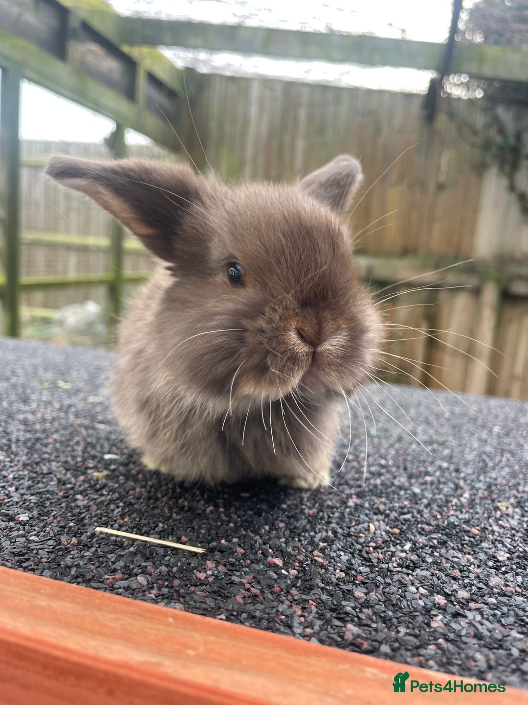 Mini Lop rabbits for sale: Gorgeous mini lops looking for their forever homes - Advert 4