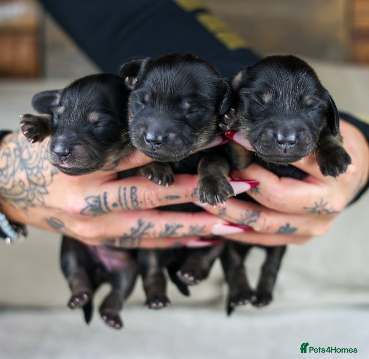 Miniature Dachshund dogs Long haired Miniature Dachshunds - BLACK & CREAM  - Advert 2