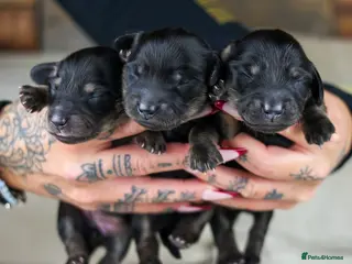 Miniature Dachshund dogs Long haired Miniature Dachshunds - BLACK & CREAM - Advert 18