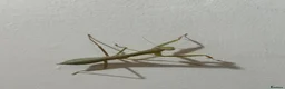 Stick Insects invertebrates for sale: Baby Stick Insects & Various Mantids Available! - Advert 11