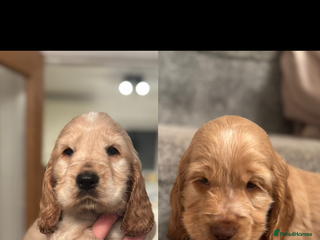 Cocker Spaniel dogs Outstanding KCshow cocker spaniels simbawood lines - Advert 1