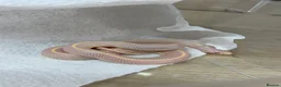 Corn Snake reptiles for sale: !! Wide range of baby Cornsnakes for sale !! - Advert 5