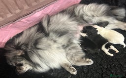 Pomeranian dogs for sale: Pomeranian Pups - Ready for new homes 💕 - Advert 17