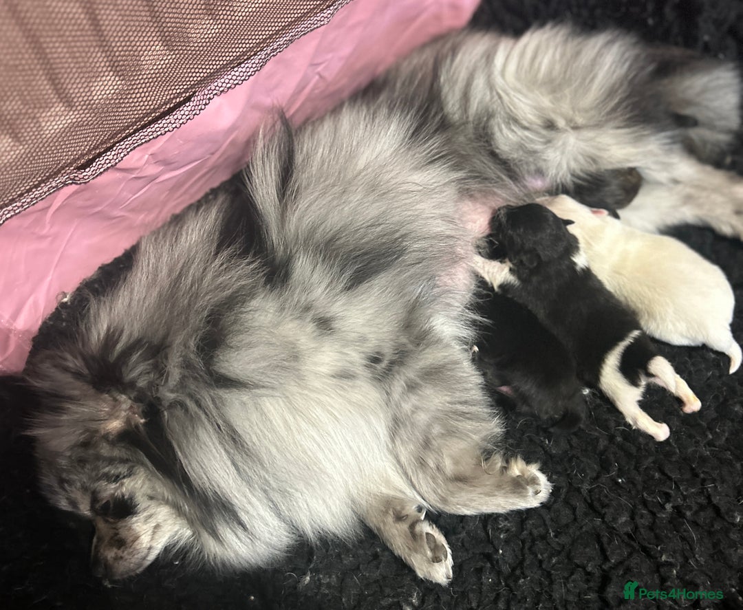 Pomeranian dogs for sale: Pomeranian Pups - Ready for new homes 💕 - Advert 17