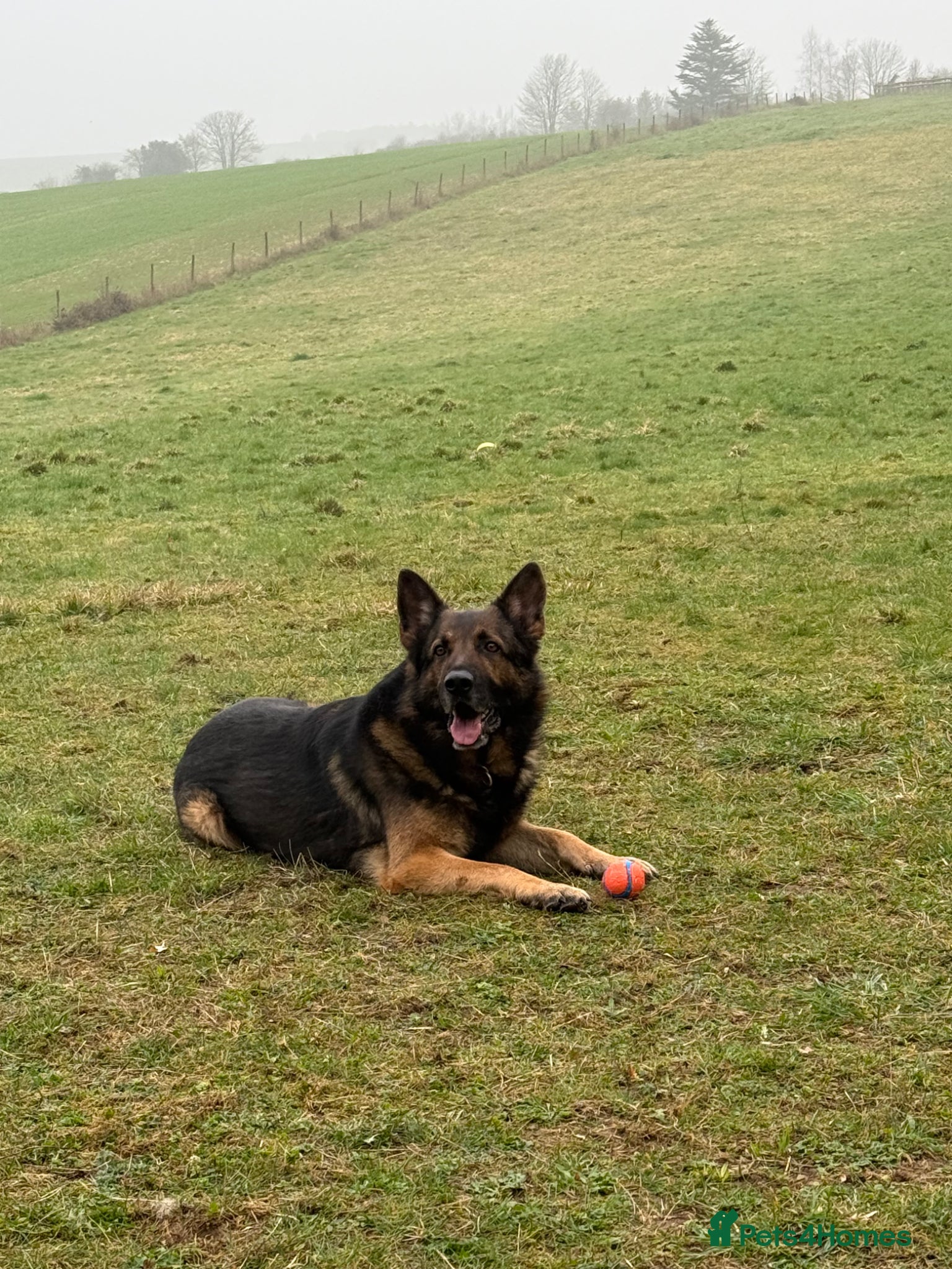 German Shepherd dogs STUNNING, Chunky Dutch Shepherd x GSD Puppies - Advert 2