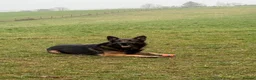 German Shepherd dogs for sale: STUNNING, Chunky Dutch Herder x GSD Puppies - Advert 10