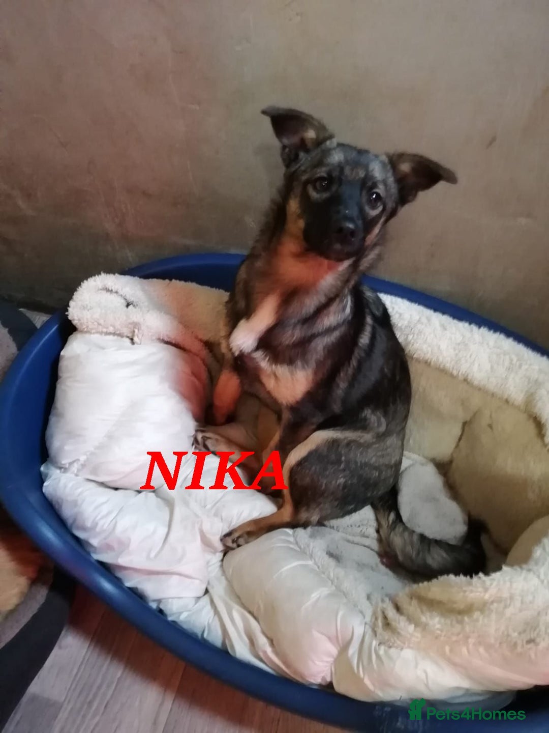 Mixed Breed dogs for adoption: ❤️NIKA & LIKA❤️ - 7 months wonderful small girls - Advert 5