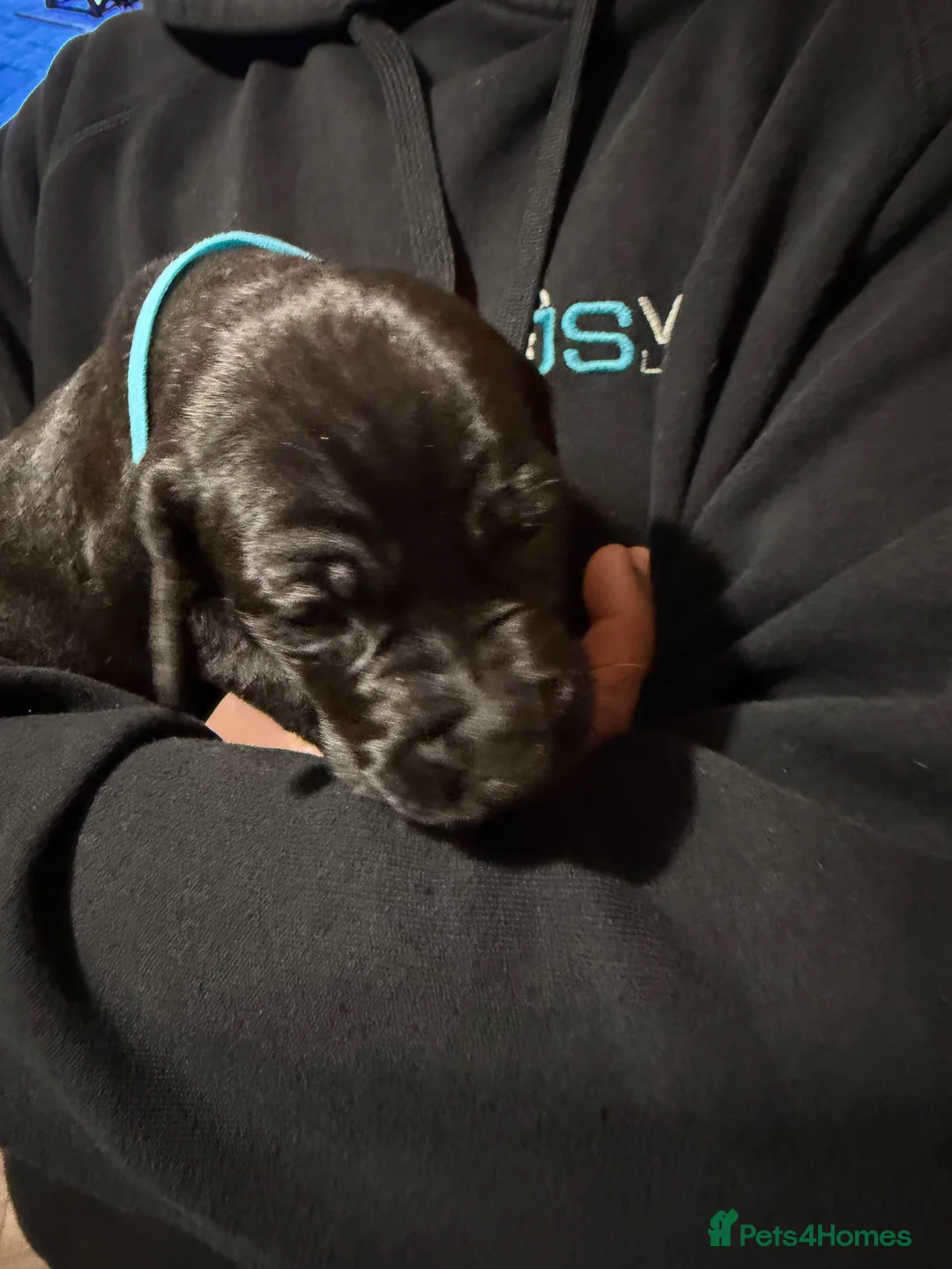 Mixed Breed dogs for sale: Vizmaraner puppies  - Advert 15