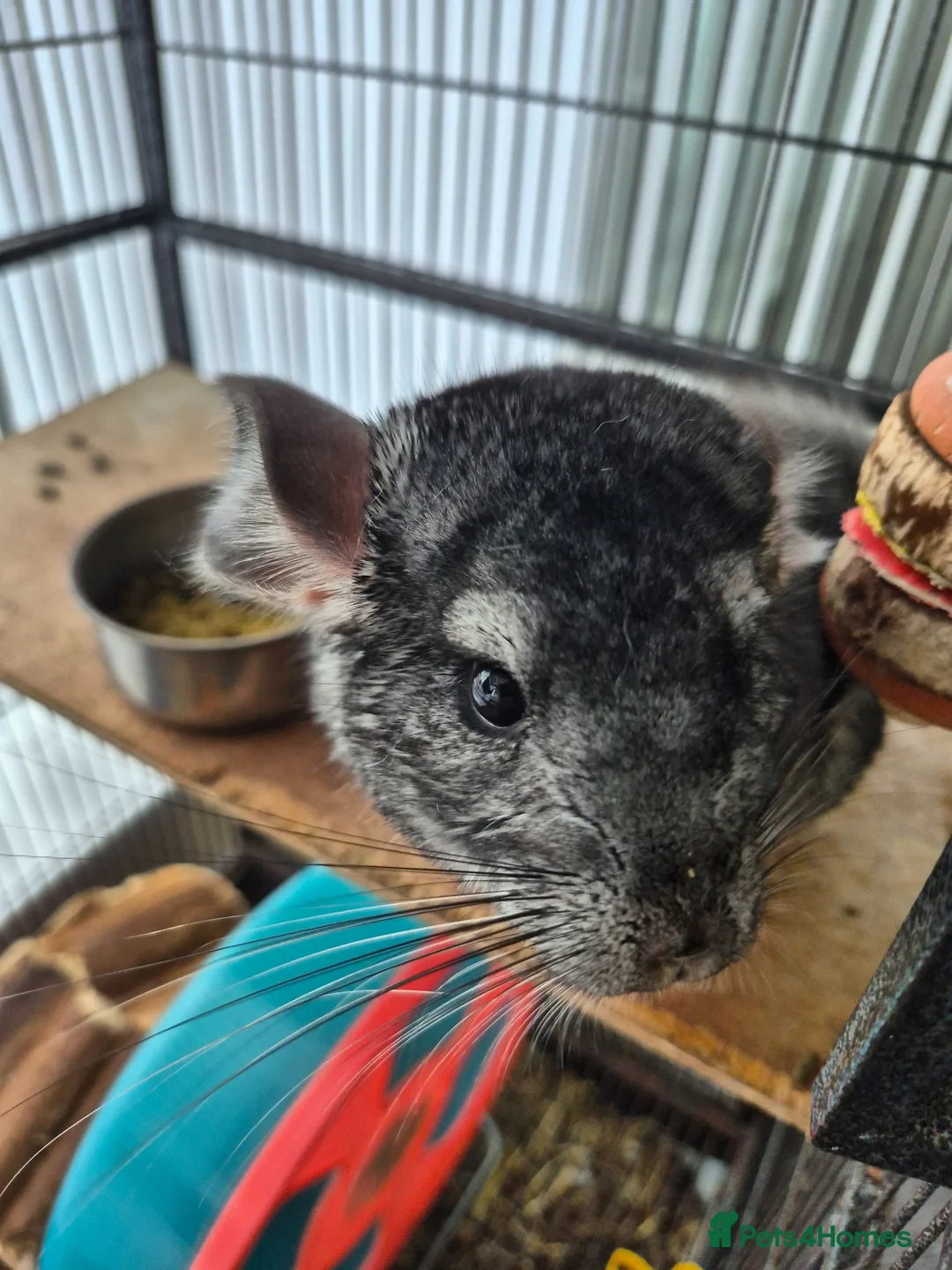 Chinchilla rodents for sale: Gucci chinchilla  in Bilston - Advert 1
