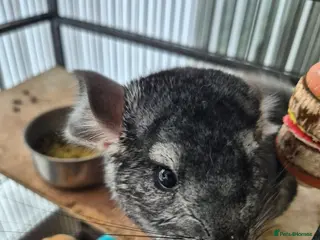 Chinchilla rodents Gucci chinchilla - Advert 3