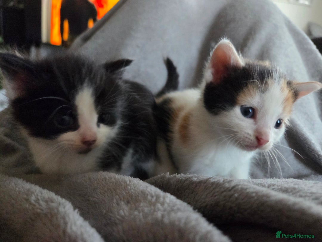 Mixed Breed cats for sale: 5 Fabulous kittens - Advert 16