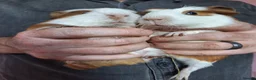 Guinea Pig rodents for sale: Baby Guinea Pigs - Advert 2