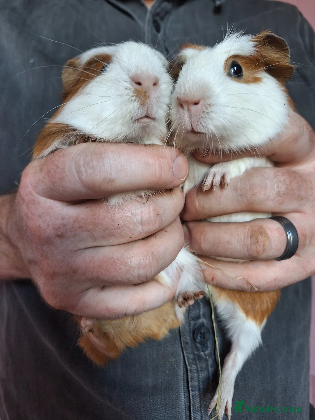 Guinea Pig rodents for sale: Baby Guinea Pigs - Advert 2