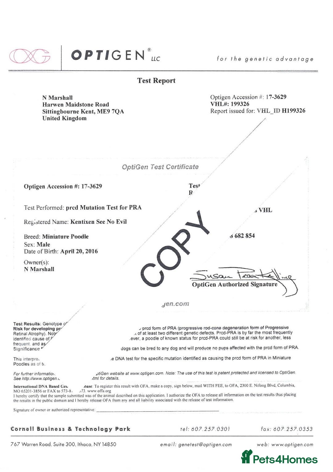 Mini Goldendoodle dogs for sale: F1 Mini's via Licensed Breeder & Police K9 Trainer - Advert 33