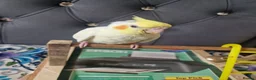 Cockatiels birds for sale: Juvenile Tame Cockatiels  - Advert 12
