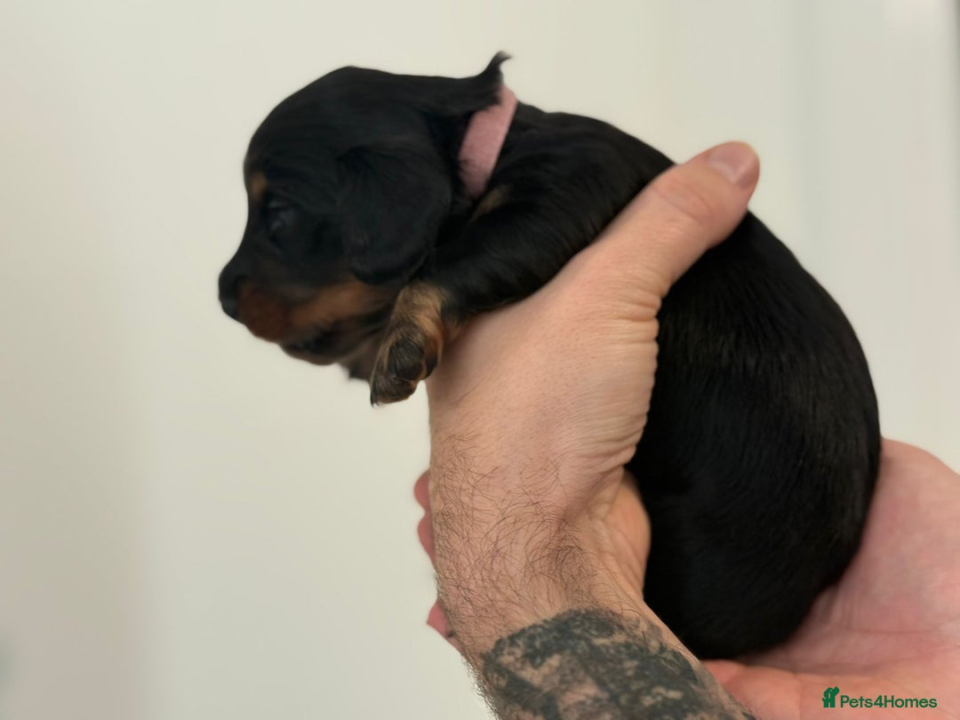 Miniature Dachshund dogs for sale: Black and Tan Miniature Daschund  - Advert 7