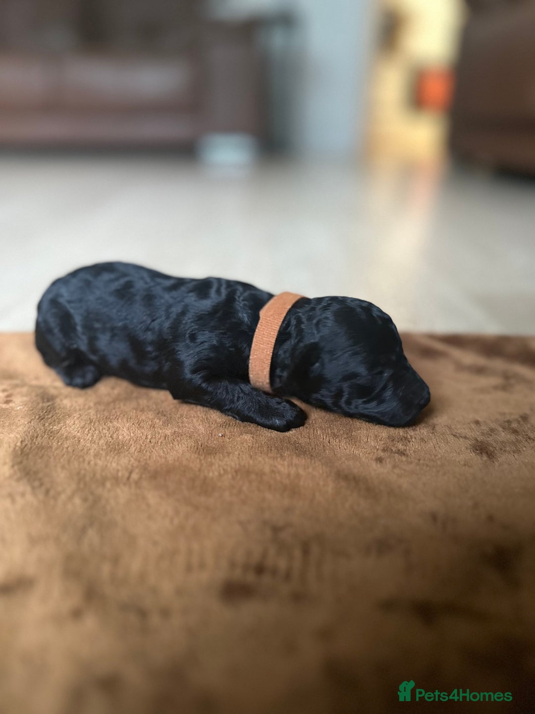 Toy Poodle dogs for sale: Red & black toy poodles  - Image 8