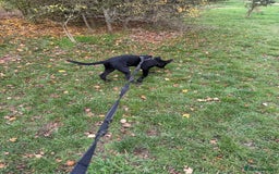 Belgian Shepherd Dog dogs for sale: Belgian Mallinois Male pups for sale - Image 6