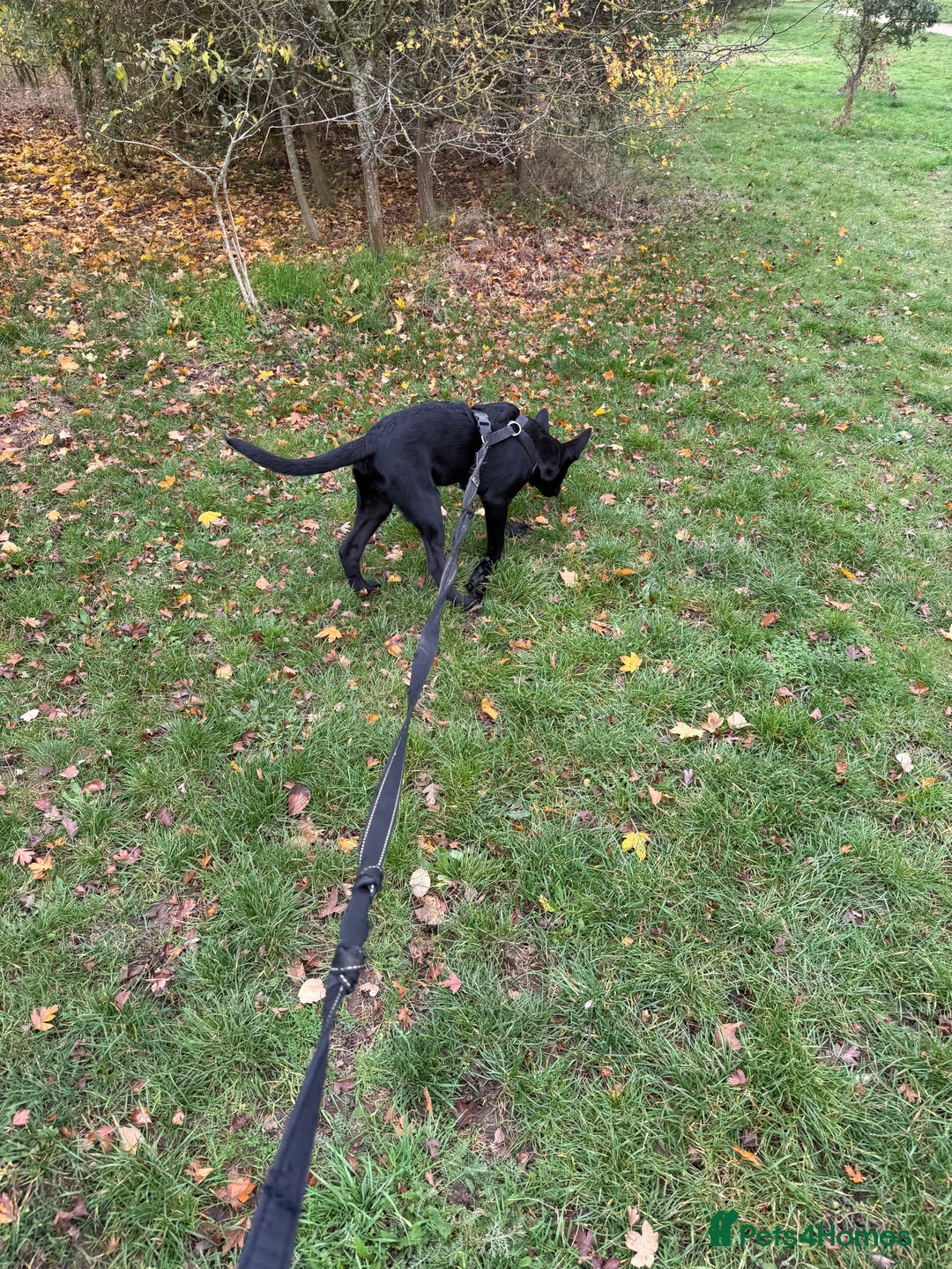 Belgian Shepherd Dog dogs for sale: Belgian Mallinois Male pups for sale - Image 6